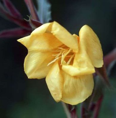 Duftende Nachtkerze - Oenothera odorata