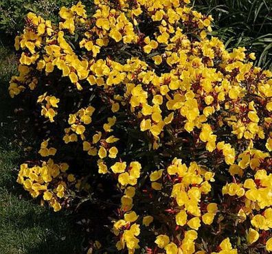 Nachtkerze Sonnenwende - Oenothera fruticosa