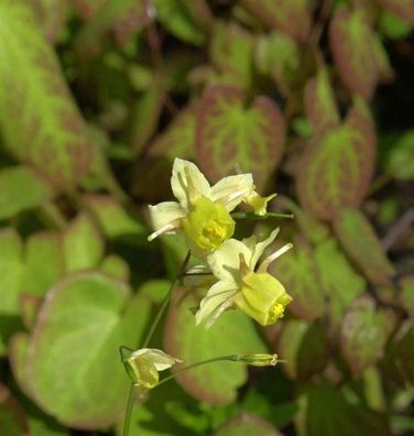 Elfenblume Lichtenfels - Epimedium perralchicum