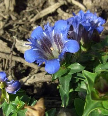 Sommerenzian Select - Gentiana septemfida