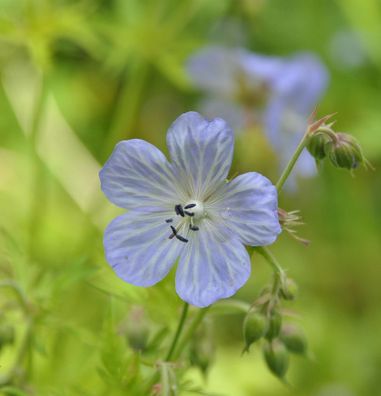 Wiesenstorchschnabel Mrs. Kendall Clark - Geranium pratense