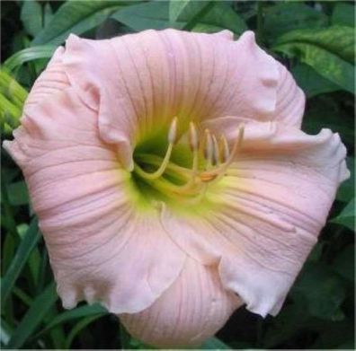 Taglilie Luxury Lace - Hemerocallis