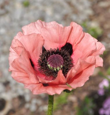 Türkischer Mohn Juliane - Papaver orientale