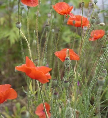 Klatschmohn - Papaver rhoeas