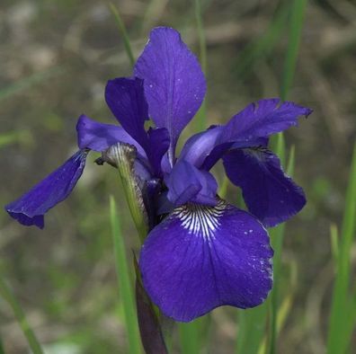 Sibirische Wieseniris Caesars Brother - Iris sibirica