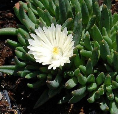 Mittagsblümchen Album - Delosperma congestrum