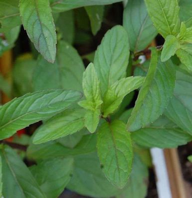 Pfefferminze Mojito - Mentha piperita