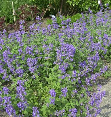 Katzenminze - Nepeta racemosa