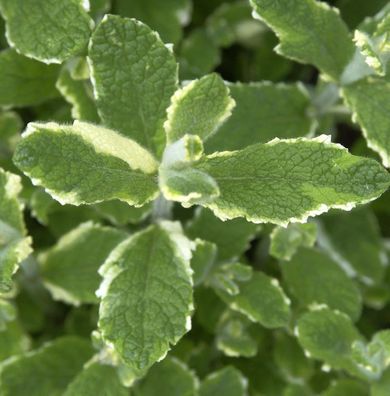 Rundblättrige Minze Variegata - Mentha rotundifolia