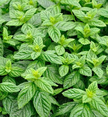 Grüne Minze Spearmint - Mentha spicata