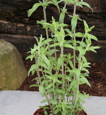 Grannenlose Scheinbergminze - Pycnanthemum muticum