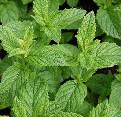 Grüne Minze Maroccan - Mentha spicata