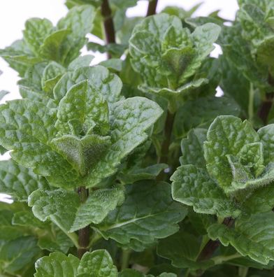 Spanische Grüne Minze - Mentha spicata