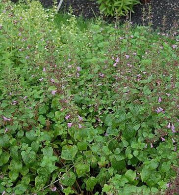 Wald Bergminze Menthe - Calamintha sylvatica