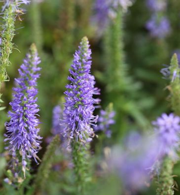 Polsterveronika Nana Blauteppich - Veronica spicata