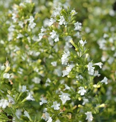 Kleinblättrige Bergminze White Cloud - Calamintha nepeta