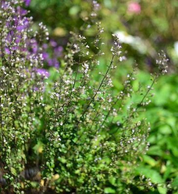 Kleinblättrige Bergminze Triumphator - Calamintha nepeta