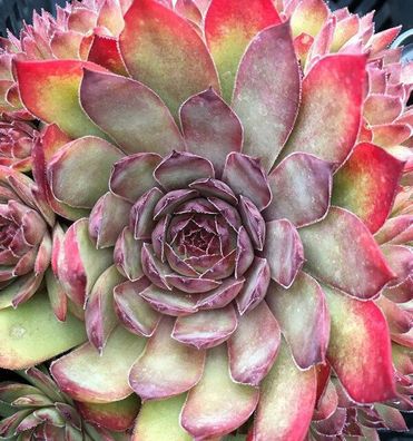 Dachwurz Pickwick - Sempervivum cultorum