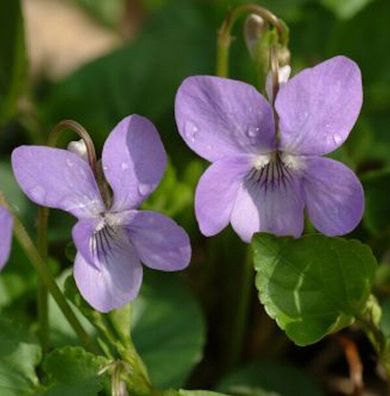 Hain Veilchen - Viola riviniana