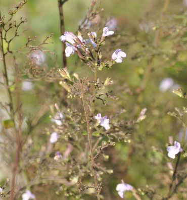 Kleinblättrige Bergminze Weißer Riese - Calamintha nepeta