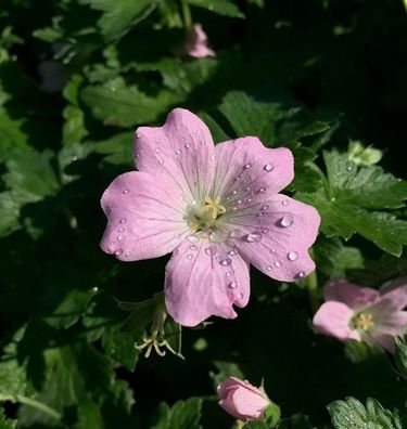 Storchschnabel Dreamland - Geranium cultorum