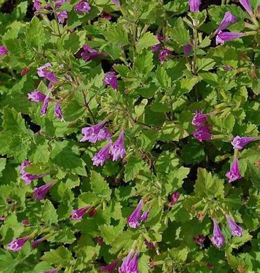 Bergminze Steinquendel - Calamintha grandiflora