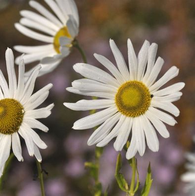 Oktober Margerite - Leucanthemella serotina