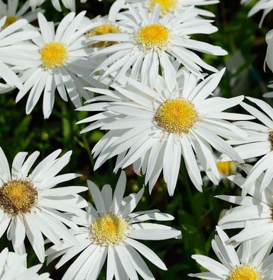 Gartenmargerite Christine Hagemann - Leucanthemum