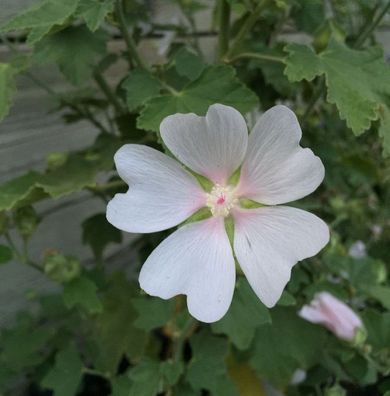 Buschmalve White Angel - Lavatera Olbia