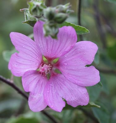 Buschmalve Candy Floss - Lavatera olbia