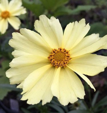 Mädchenauge Full Moon - Coreopsis cultorum