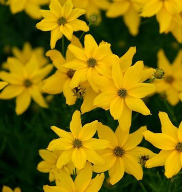 Mädchenauge Grandiflora - Coreopsis verticillata