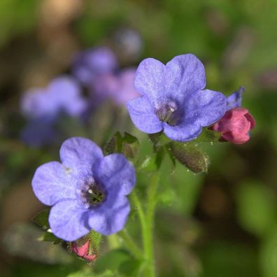 Lungenkraut Frühlingshimmel - Pulmonaria saccharata