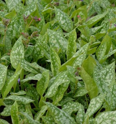 Lungenkraut Trevi Fountain - Pulmonaria saccharata