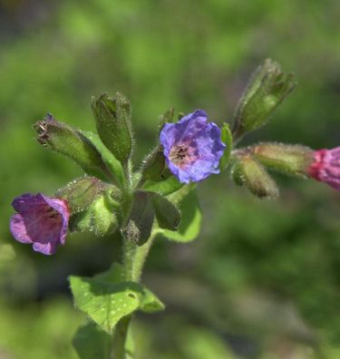 Lungenkraut Reginald Kay - Pulmonaria saccharata