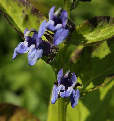 Lobelie Blaue Auslese - Lobelia siphilitica