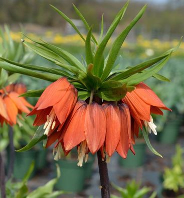 Kaiserkrone Rubra Maxima - Fritillaria imperalis