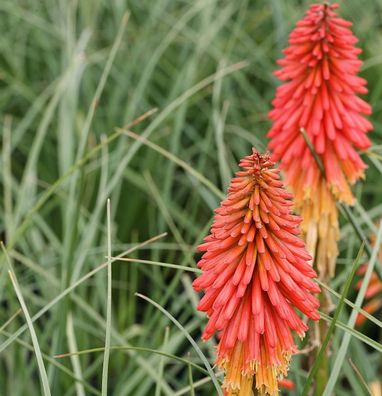 Fackellilie Papaya Popsicle® - Kniphofia uvaria