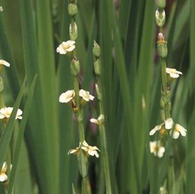 Große Binsenlilie - Sisyrinchium striatum