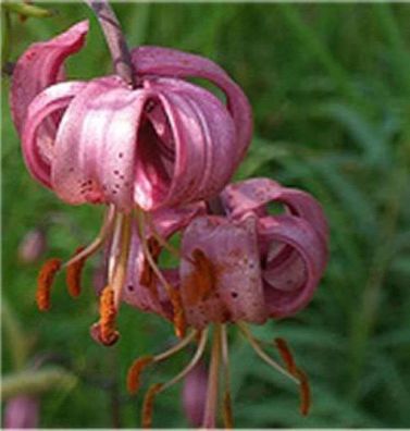 Türkenbundlilie - Lilium martagon