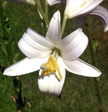 Madonnenlilie - Lilium candidum