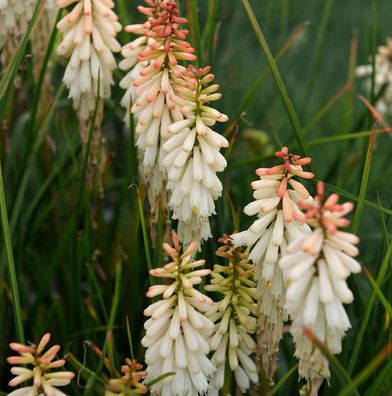 Fackellilie Vanilla - Kniphofia Hybrid