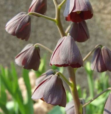 Persische Schachbrettblume - Fritillaria persica