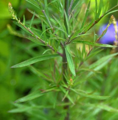 Weißes Italienisches Leinkraut - Linaria purpurea