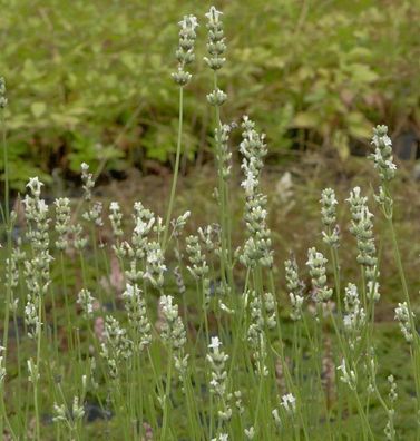 Lavendel Edelweiß - Lavandula intermedia