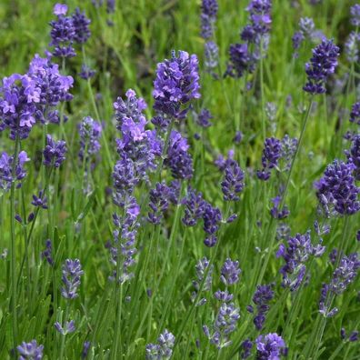 Echter Lavendel Melissa Lilac - Lavandula angustifolia