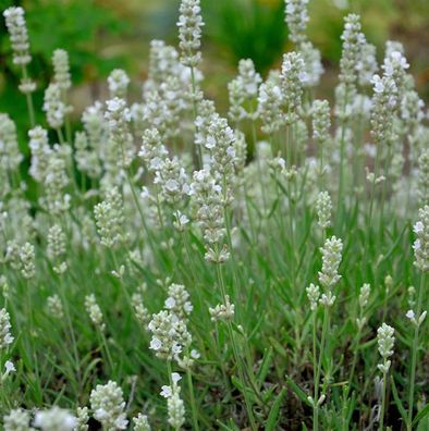 Echter Lavendel Blue Mountain White - Lavandula angustifolia
