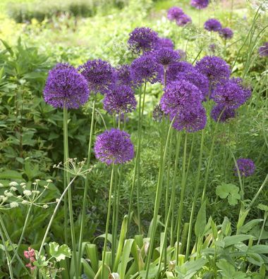 Zierlauch Mars - Allium stipitatum