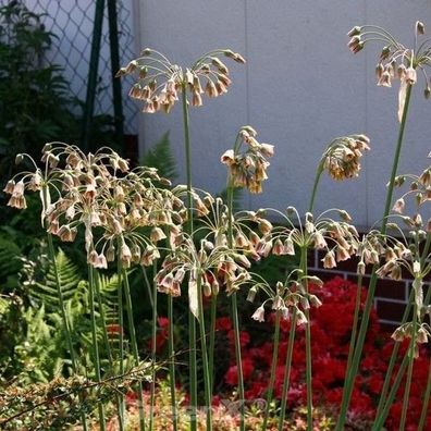 Bulgarischer Lauch - Nectaroscordum siculum