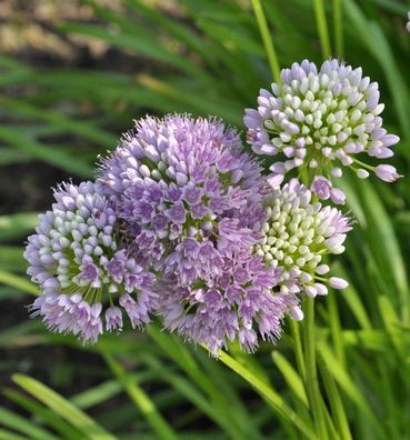 Berglauch - Allium senescens